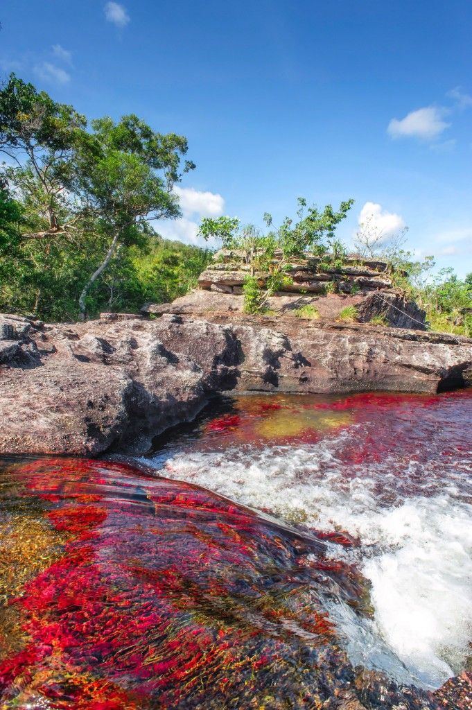 Caño Cristales
